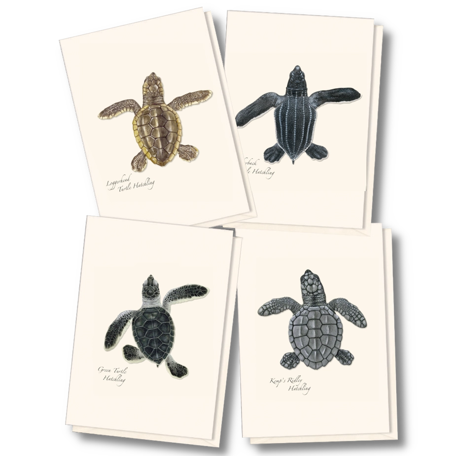 Sea Turtle Hatchling | Assorted 8 Card Set