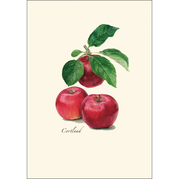 Heirloom Apple | Assorted 8 Card Set