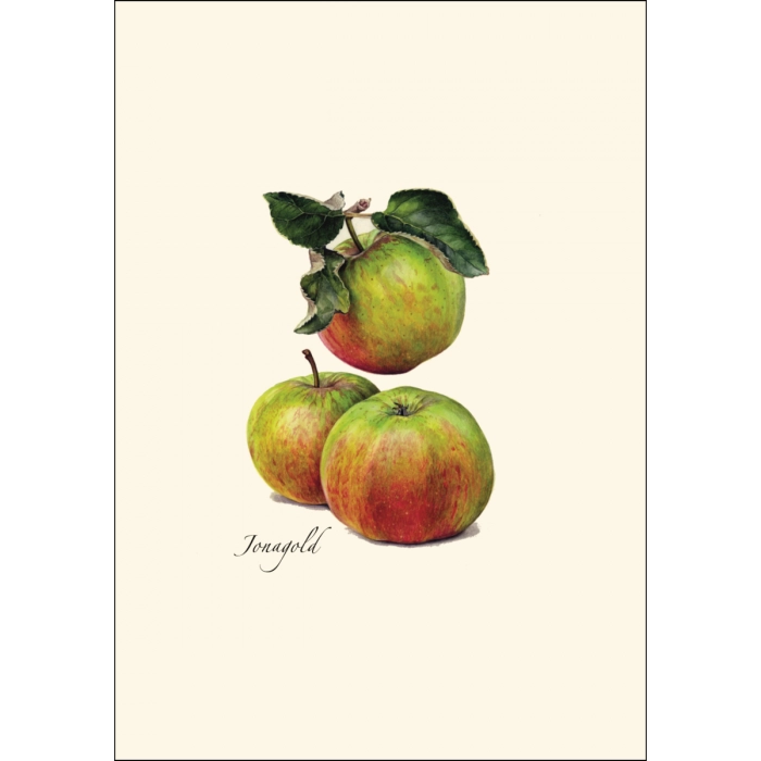 Heirloom Apple | Assorted 8 Card Set