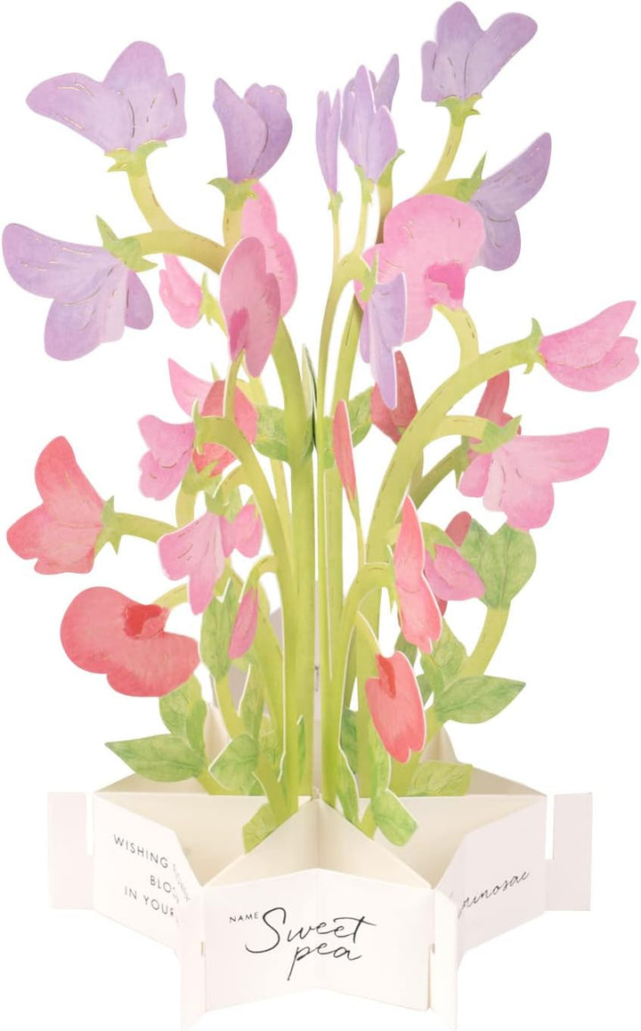 Sweet Pea Flower Blooming Pop-Up Greeting Card*