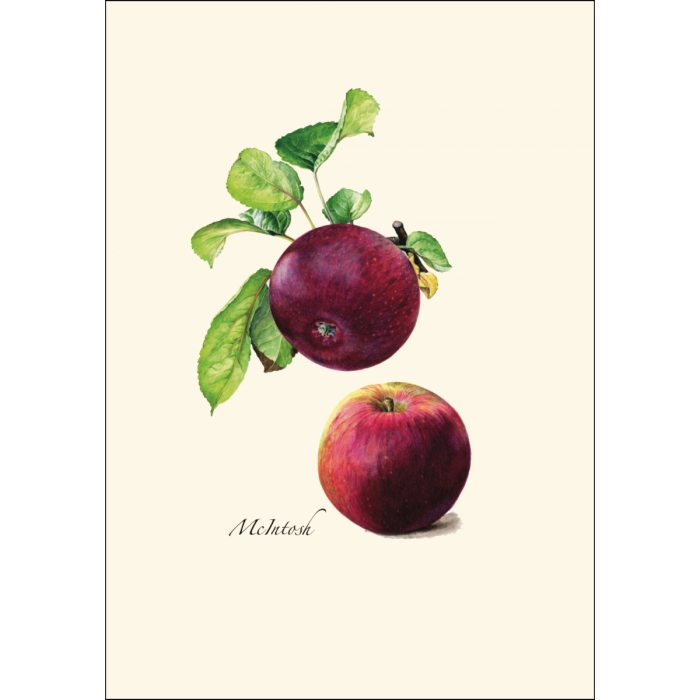 Heirloom Apple | Assorted 8 Card Set