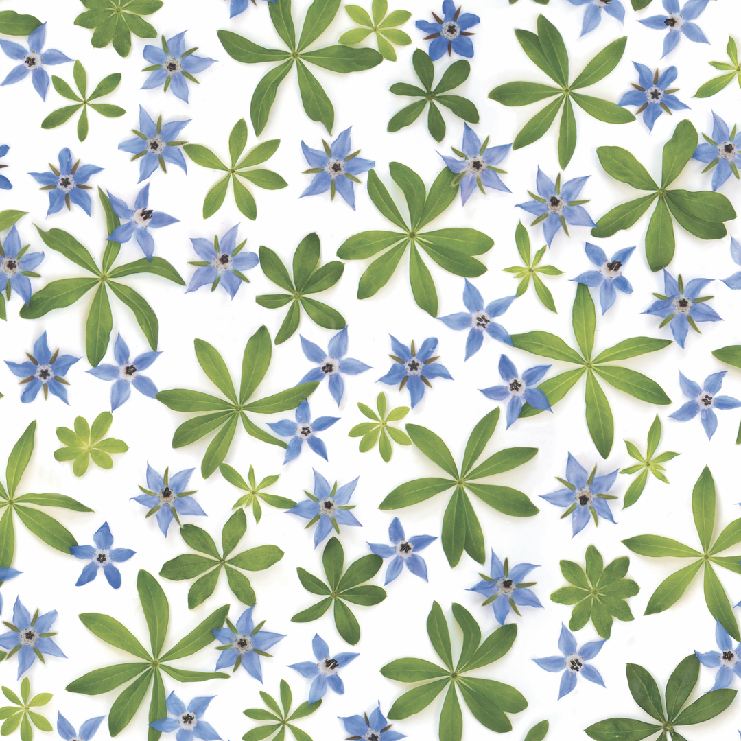 Sweet Woodruff and Borage | Gift Wrap *